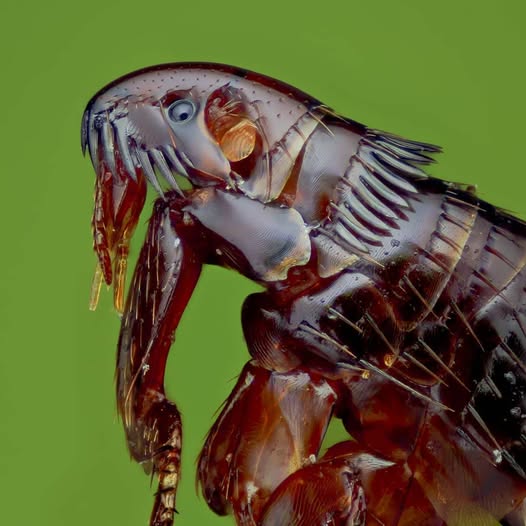 image credit 📸 Tran The Ngoc